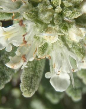 Fotografia 18 da espécie Teucrium vicentinum no Jardim Botânico UTAD