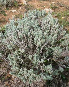 Fotografia 19 da espécie Teucrium vicentinum no Jardim Botânico UTAD