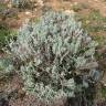 Fotografia 19 da espécie Teucrium vicentinum do Jardim Botânico UTAD