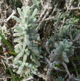 Fotografia da espécie Teucrium vicentinum