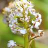 Fotografia 9 da espécie Teesdalia coronopifolia do Jardim Botânico UTAD