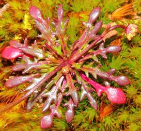Fotografia da espécie Teesdalia coronopifolia