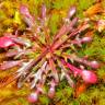 Fotografia 11 da espécie Teesdalia coronopifolia do Jardim Botânico UTAD