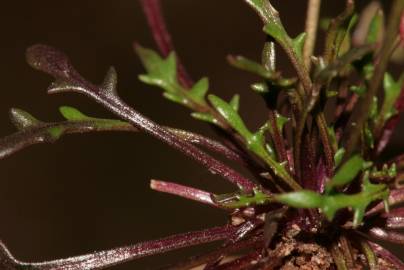 Fotografia da espécie Teesdalia coronopifolia