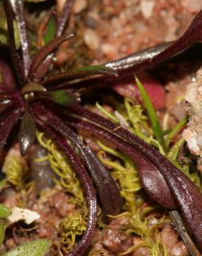 Fotografia 16 da espécie Teesdalia coronopifolia no Jardim Botânico UTAD