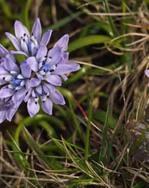 Fotografia 8 da espécie Scilla verna subesp. verna no Jardim Botânico UTAD