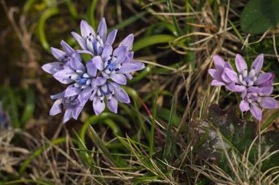 Fotografia da espécie Scilla verna subesp. verna