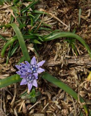 Fotografia 10 da espécie Scilla verna subesp. verna no Jardim Botânico UTAD