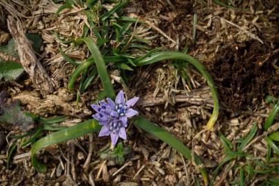 Fotografia da espécie Scilla verna subesp. verna