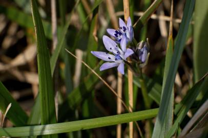 Fotografia da espécie Scilla verna subesp. verna