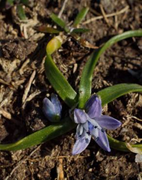 Fotografia 12 da espécie Scilla verna subesp. verna no Jardim Botânico UTAD