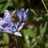 Fotografia 14 da espécie Scilla verna subesp. verna do Jardim Botânico UTAD