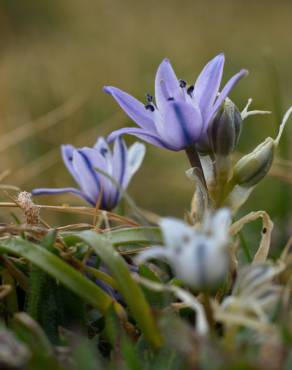 Fotografia 16 da espécie Scilla verna subesp. verna no Jardim Botânico UTAD