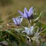 Fotografia 16 da espécie Scilla verna subesp. verna do Jardim Botânico UTAD