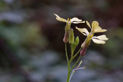 Fotografia da espécie Raphanus raphanistrum subesp. raphanistrum