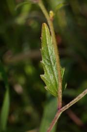 Fotografia da espécie Raphanus raphanistrum subesp. raphanistrum