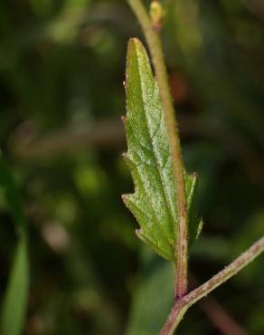 Fotografia 6 da espécie Raphanus raphanistrum subesp. raphanistrum no Jardim Botânico UTAD