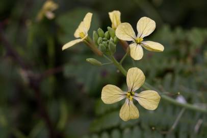 Fotografia da espécie Raphanus raphanistrum subesp. raphanistrum