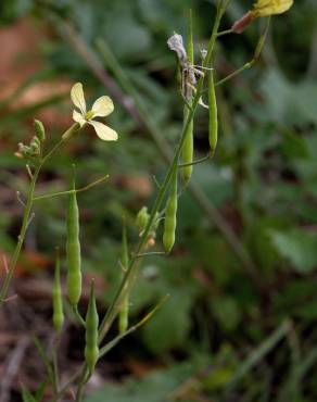 Fotografia 8 da espécie Raphanus raphanistrum subesp. raphanistrum no Jardim Botânico UTAD