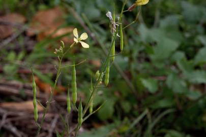 Fotografia da espécie Raphanus raphanistrum subesp. raphanistrum