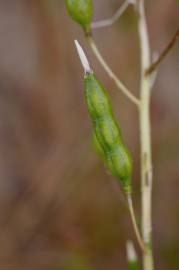 Fotografia da espécie Raphanus raphanistrum subesp. raphanistrum