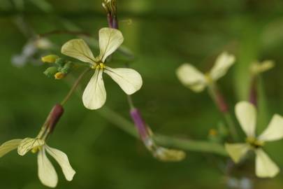 Fotografia da espécie Raphanus raphanistrum subesp. raphanistrum