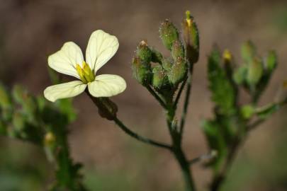 Fotografia da espécie Raphanus raphanistrum subesp. raphanistrum