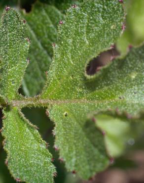 Fotografia 13 da espécie Raphanus raphanistrum subesp. raphanistrum no Jardim Botânico UTAD