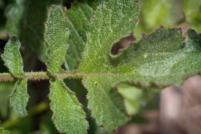 Fotografia da espécie Raphanus raphanistrum subesp. raphanistrum