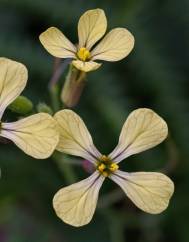 Raphanus raphanistrum subesp. raphanistrum