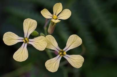 Fotografia da espécie Raphanus raphanistrum subesp. raphanistrum