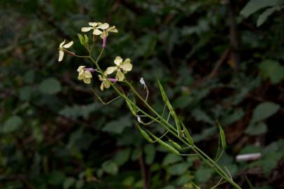 Fotografia da espécie Raphanus raphanistrum subesp. raphanistrum