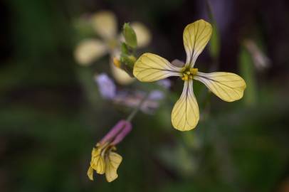 Fotografia da espécie Raphanus raphanistrum subesp. raphanistrum