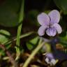 Fotografia 10 da espécie Viola palustris subesp. palustris do Jardim Botânico UTAD