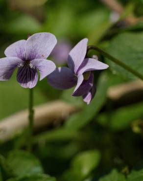 Fotografia 11 da espécie Viola palustris subesp. palustris no Jardim Botânico UTAD