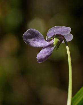 Fotografia 12 da espécie Viola palustris subesp. palustris no Jardim Botânico UTAD