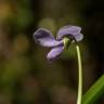 Fotografia 12 da espécie Viola palustris subesp. palustris do Jardim Botânico UTAD