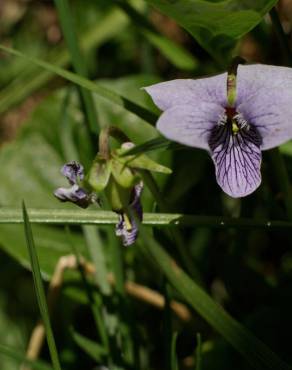 Fotografia 13 da espécie Viola palustris subesp. palustris no Jardim Botânico UTAD