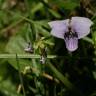 Fotografia 13 da espécie Viola palustris subesp. palustris do Jardim Botânico UTAD