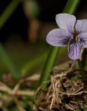 Fotografia 14 da espécie Viola palustris subesp. palustris no Jardim Botânico UTAD