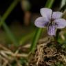 Fotografia 14 da espécie Viola palustris subesp. palustris do Jardim Botânico UTAD