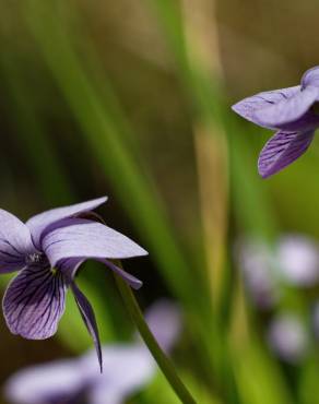 Fotografia 15 da espécie Viola palustris subesp. palustris no Jardim Botânico UTAD