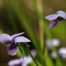Fotografia 15 da espécie Viola palustris subesp. palustris do Jardim Botânico UTAD