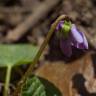 Fotografia 17 da espécie Viola palustris subesp. palustris do Jardim Botânico UTAD