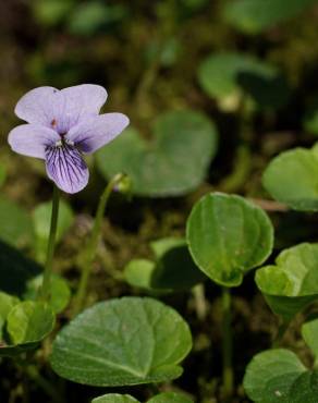 Fotografia 18 da espécie Viola palustris subesp. palustris no Jardim Botânico UTAD