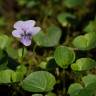 Fotografia 18 da espécie Viola palustris subesp. palustris do Jardim Botânico UTAD