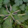 Fotografia 5 da espécie Urtica membranaceae do Jardim Botânico UTAD