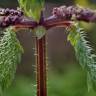 Fotografia 6 da espécie Urtica membranaceae do Jardim Botânico UTAD