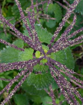 Fotografia 7 da espécie Urtica membranaceae no Jardim Botânico UTAD