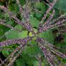 Fotografia 7 da espécie Urtica membranaceae do Jardim Botânico UTAD